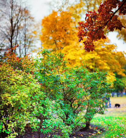 Цвета осени