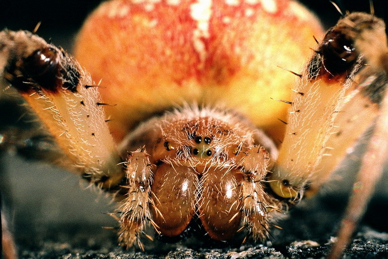 Araneus diadematus