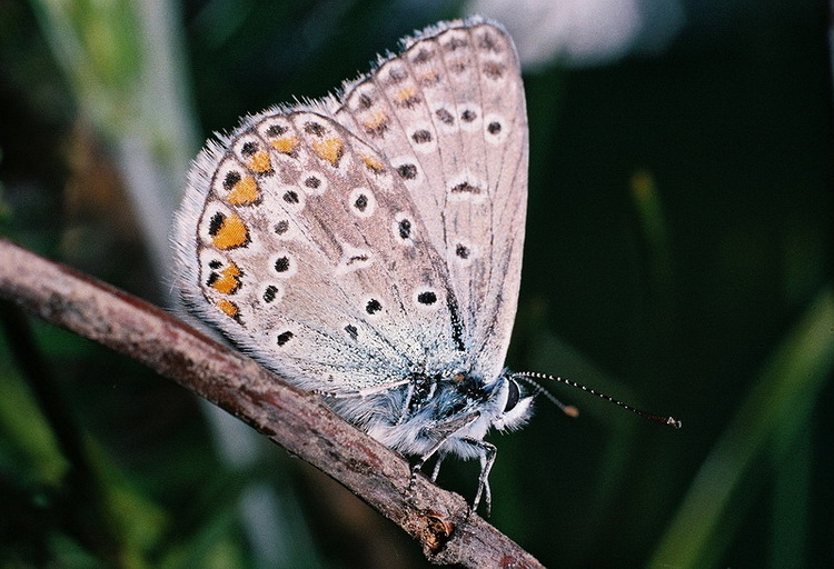 Polyommatus icarus