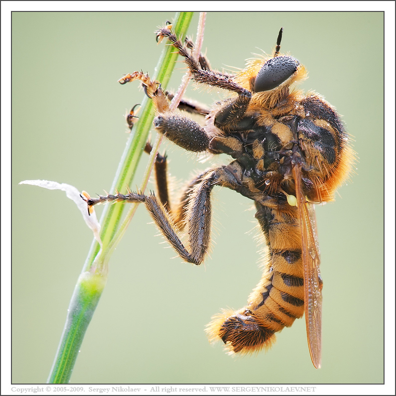 Bee Killer (Профиль)