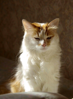 &amp;quot;тигр&amp;quot;