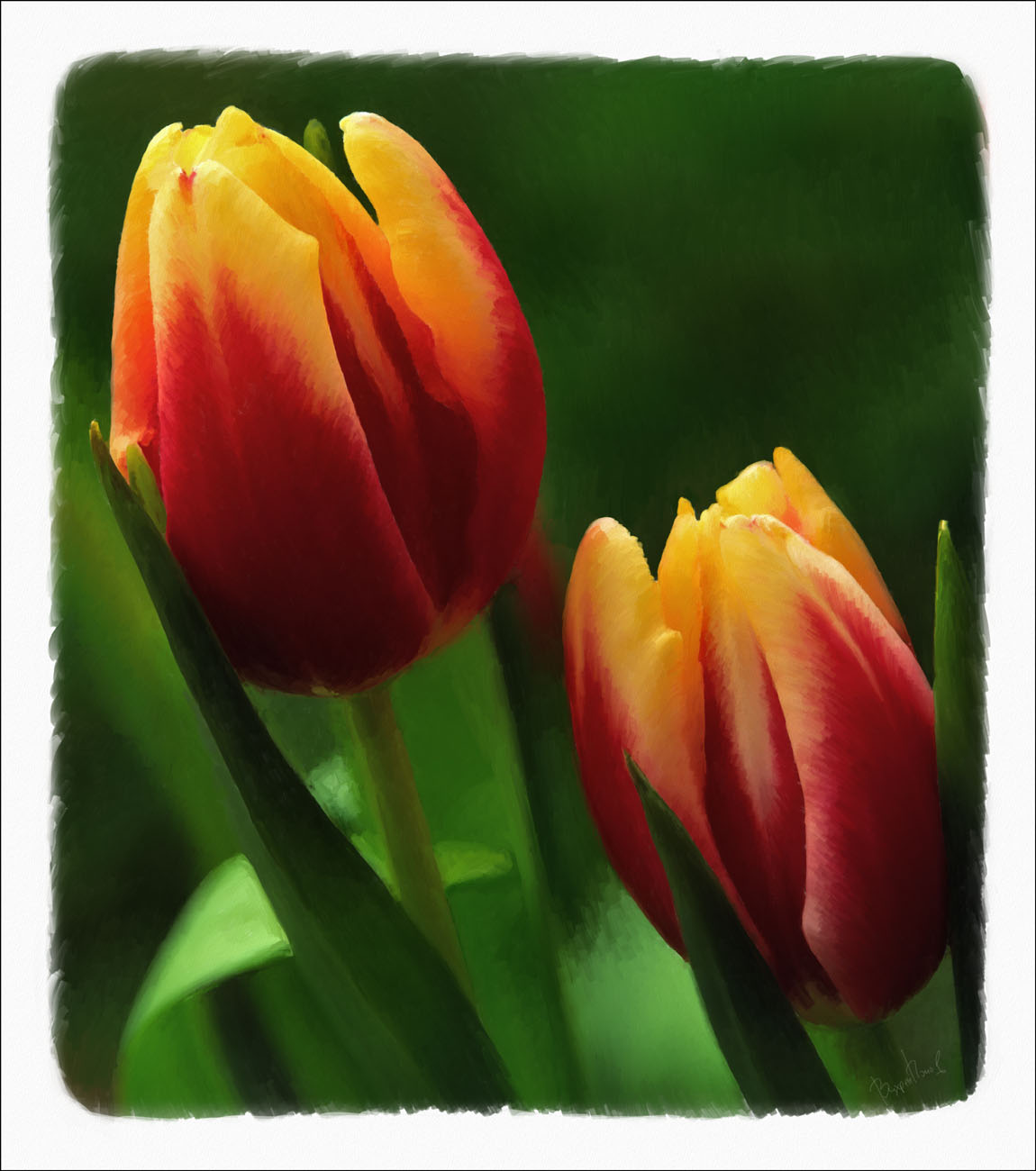 tulips