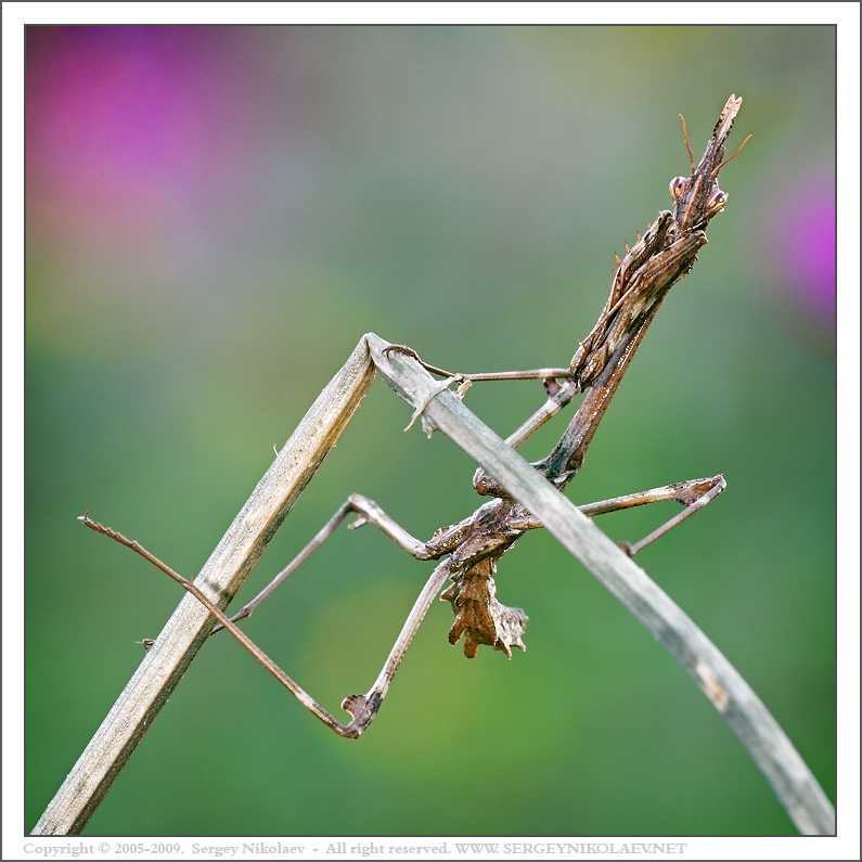 Эмпуза (Empusa)