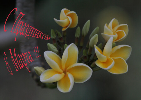 Поздравительная