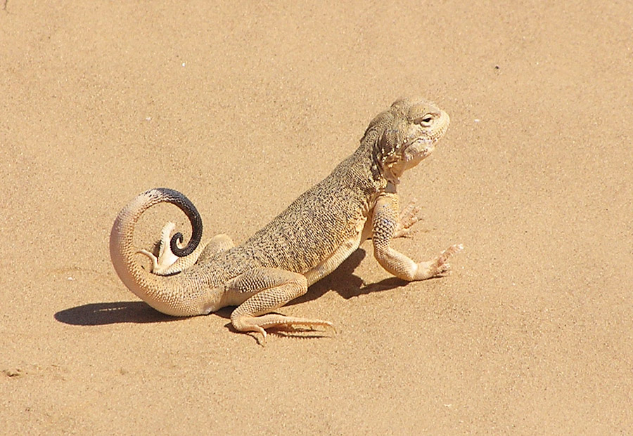 КРУГЛОГОЛОВКА УШАСТАЯ (Phrynocephalus mystaceus)