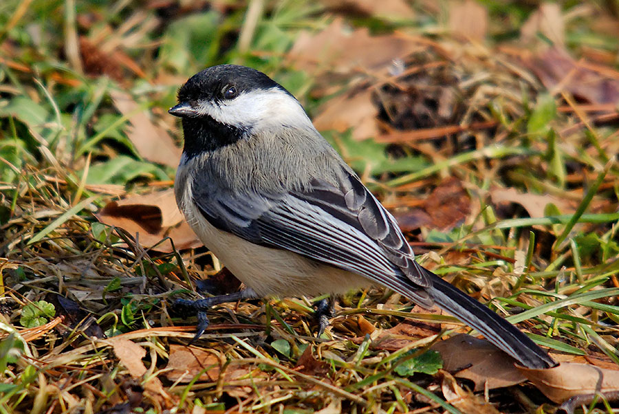 Black-capped Chickadee (Parus atricapillus)