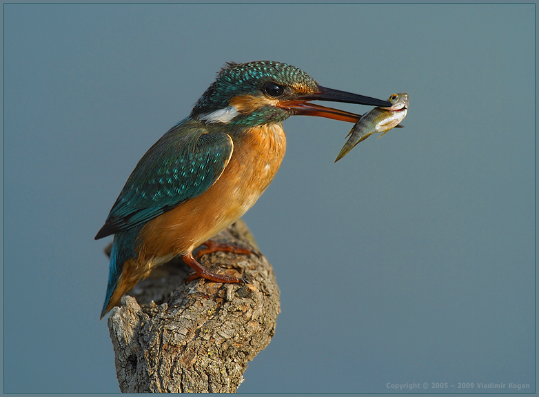 Common Kingfisher