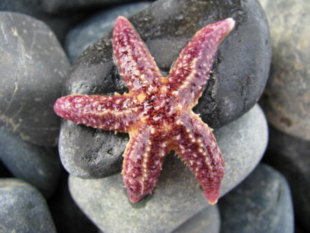 Звезда на камнях