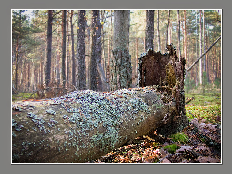 В лесу (фрагмент).