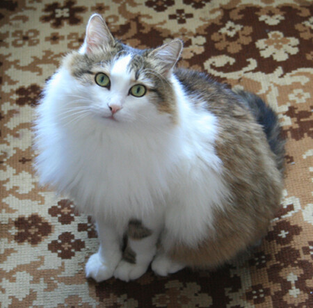 Живая игрушка