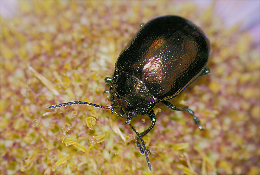 Листоед Chrysolina varians