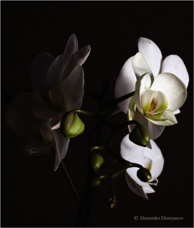 Orchidea