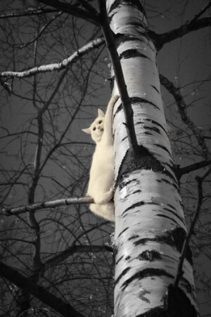Кошка2