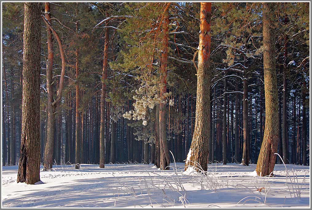 Краски утреннего леса