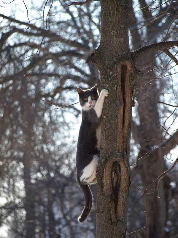 Кот на дереве