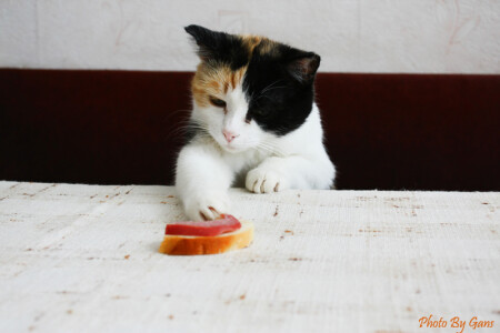 Кошка Ева