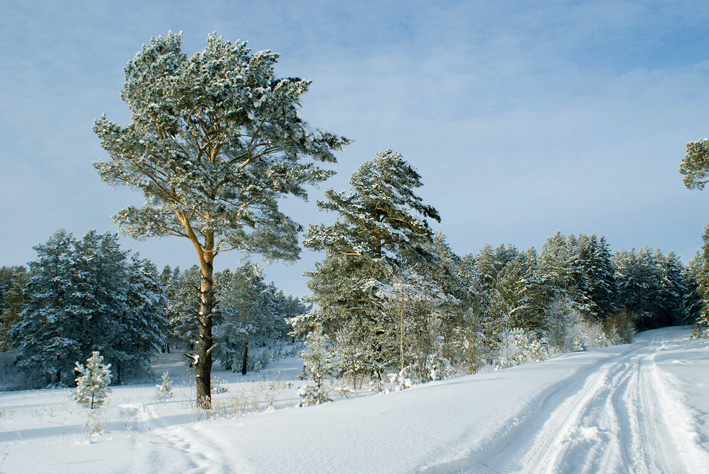 дорога