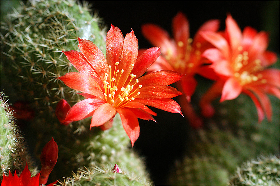 Кактус Rebutia senilis