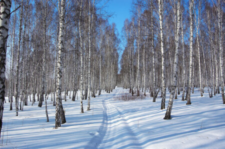 берёзовая роща