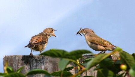 &amp;quot;Кушай, сынок!&amp;quot;