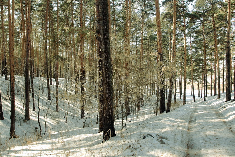 Мартовский лес