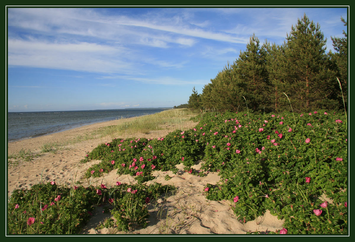 БЕРЕГ МОРЯ. ШИПОВНИК.