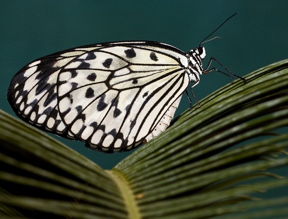 Idaea leuconoe