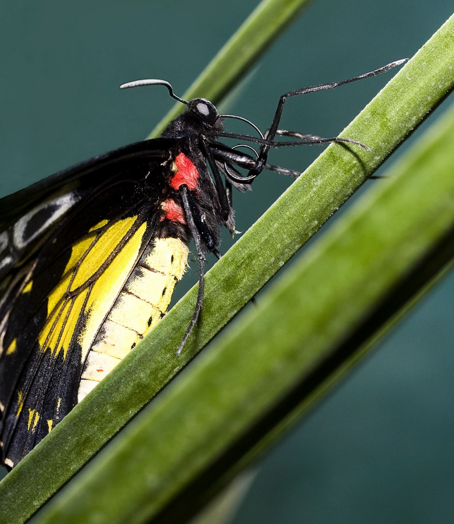 Troides amphrysus