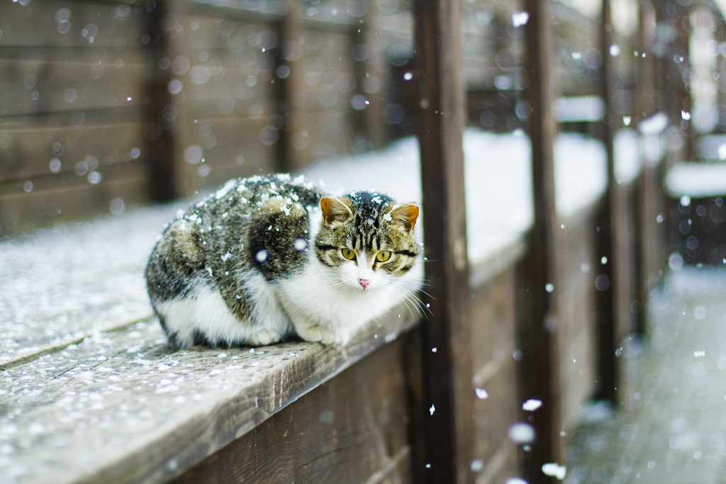 кот и снегопад...