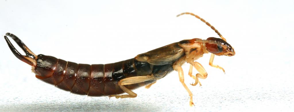 insect2