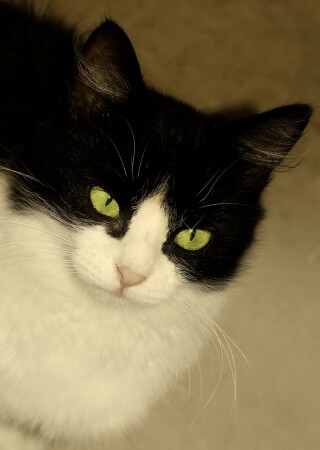 Моя кошка &amp;quot;Бусинка&amp;quot;