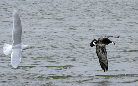 Мордобой по-соседски #3