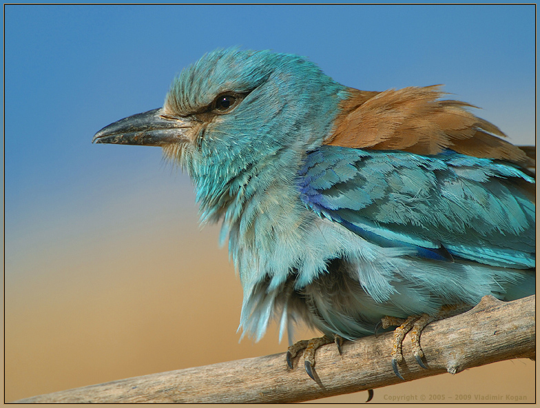 Roller portret