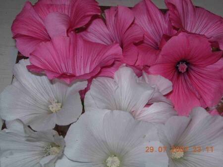 Многоцветие