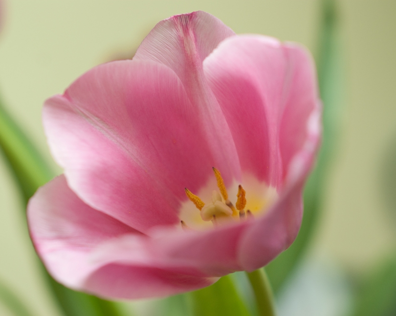 tulip