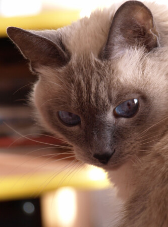 Киса Мурыса