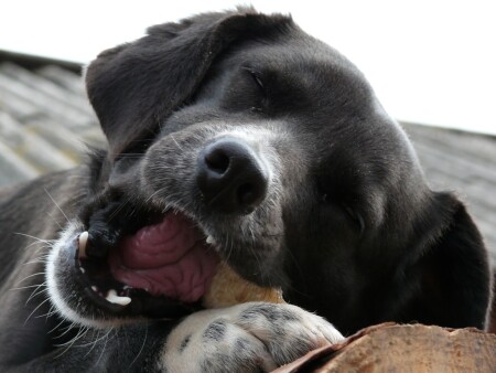 Сахарная косточка