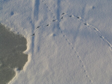 Белый крест