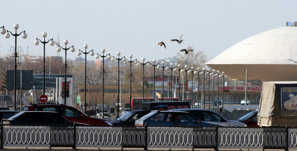 Утки в городе!!!