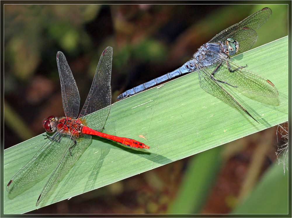 Как поссорились Sympetrum sanguineum и Orthetrum coerulescens