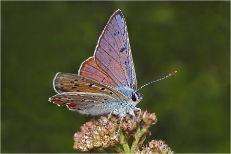 Червонец фиолетовый