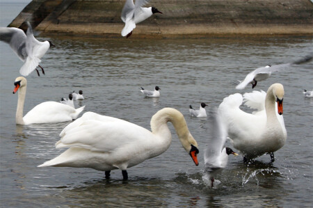 из под клюва ..
