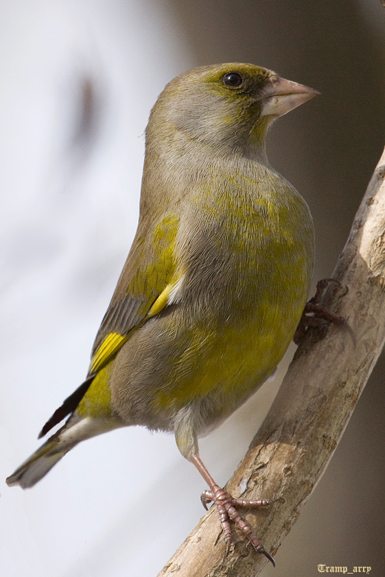 Greenfinch