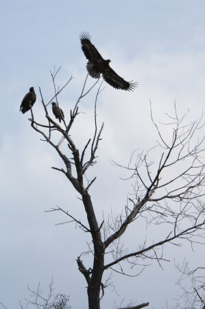 Третий лишний