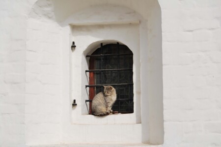 В ожидании принца