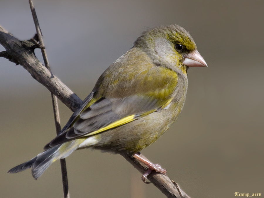 Greenfinch (final)