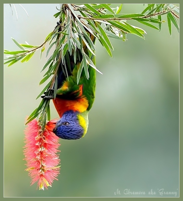 Lorikeet на Каллистемоне.