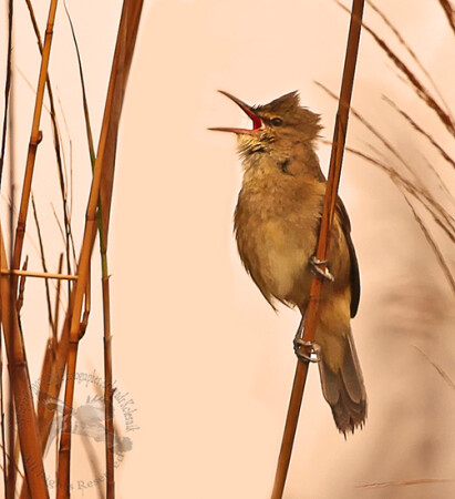 Galerida cristata