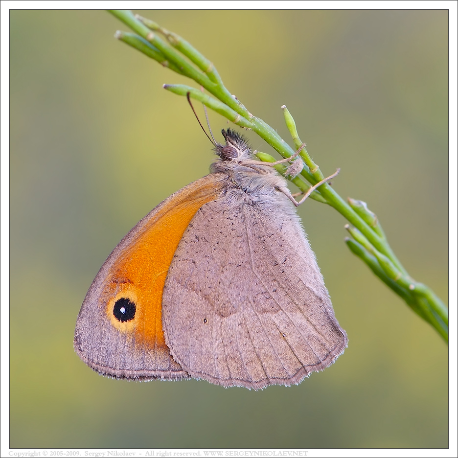 Meadow Brown