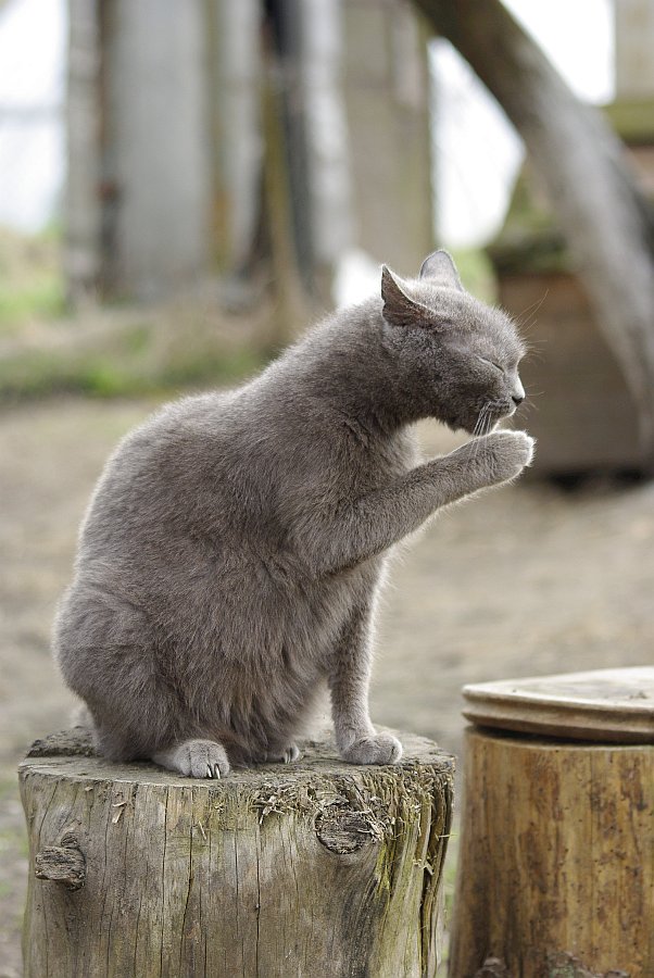 кошки